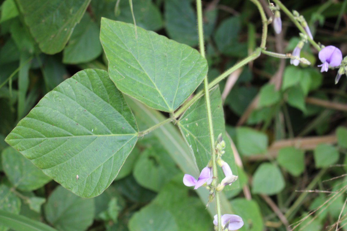 Neustanthus phaseoloides (Roxb.) Benth.